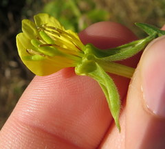 Oenothera biennis