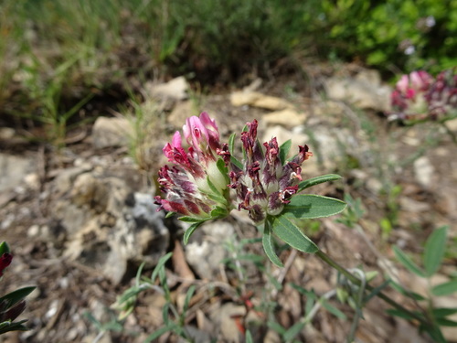 Paprastasis perluotis nuotrauka