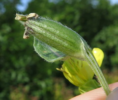 Oenothera biennis