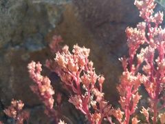 Sedum kiersteadiae