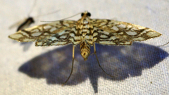 Lygropia rivulalis