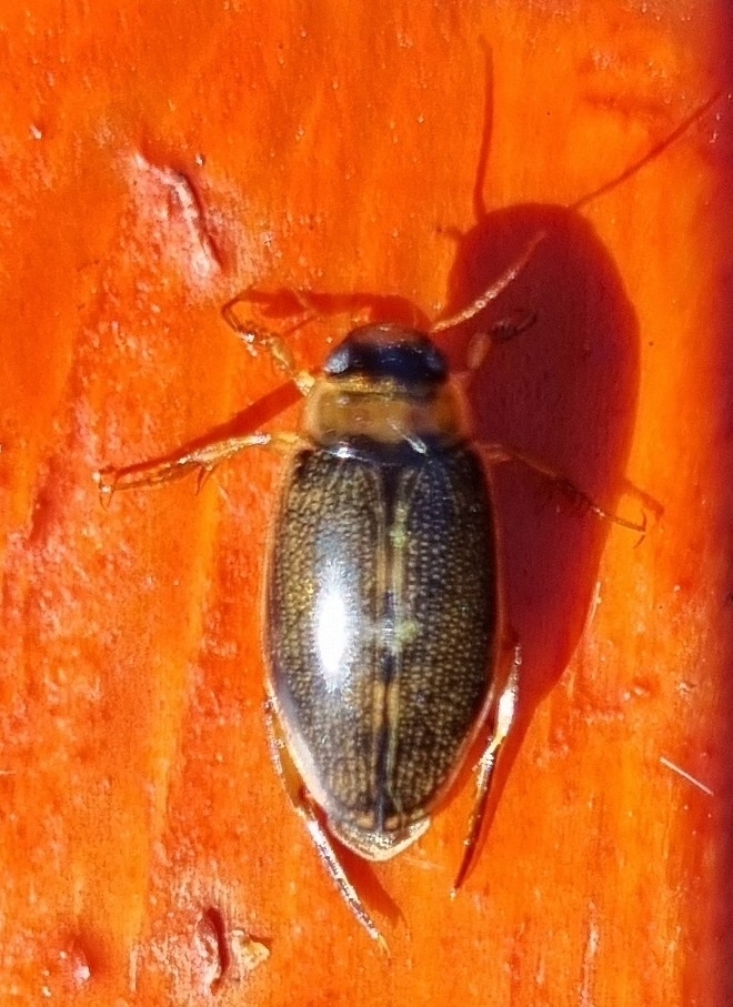 Lancetes falklandicus