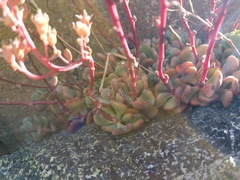Sedum kiersteadiae
