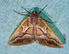 Caripeta angustiorata