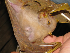 Nyctimene