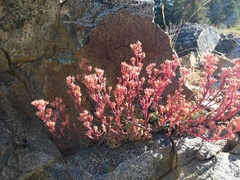 Sedum kiersteadiae