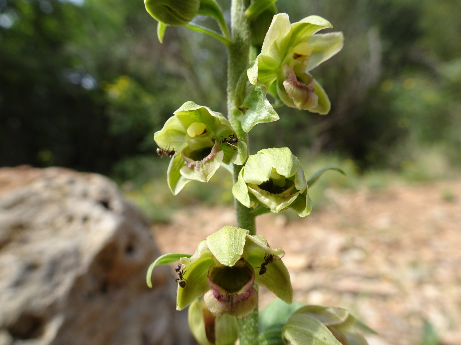 Epipactis
