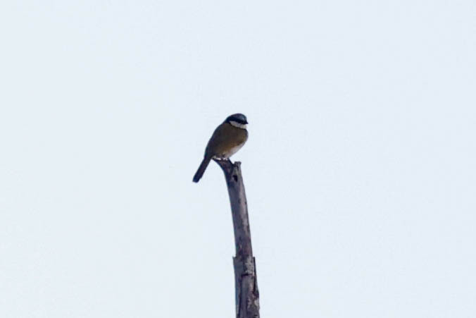 Black-collared Bulbul (Neolestes torquatus), photo 4