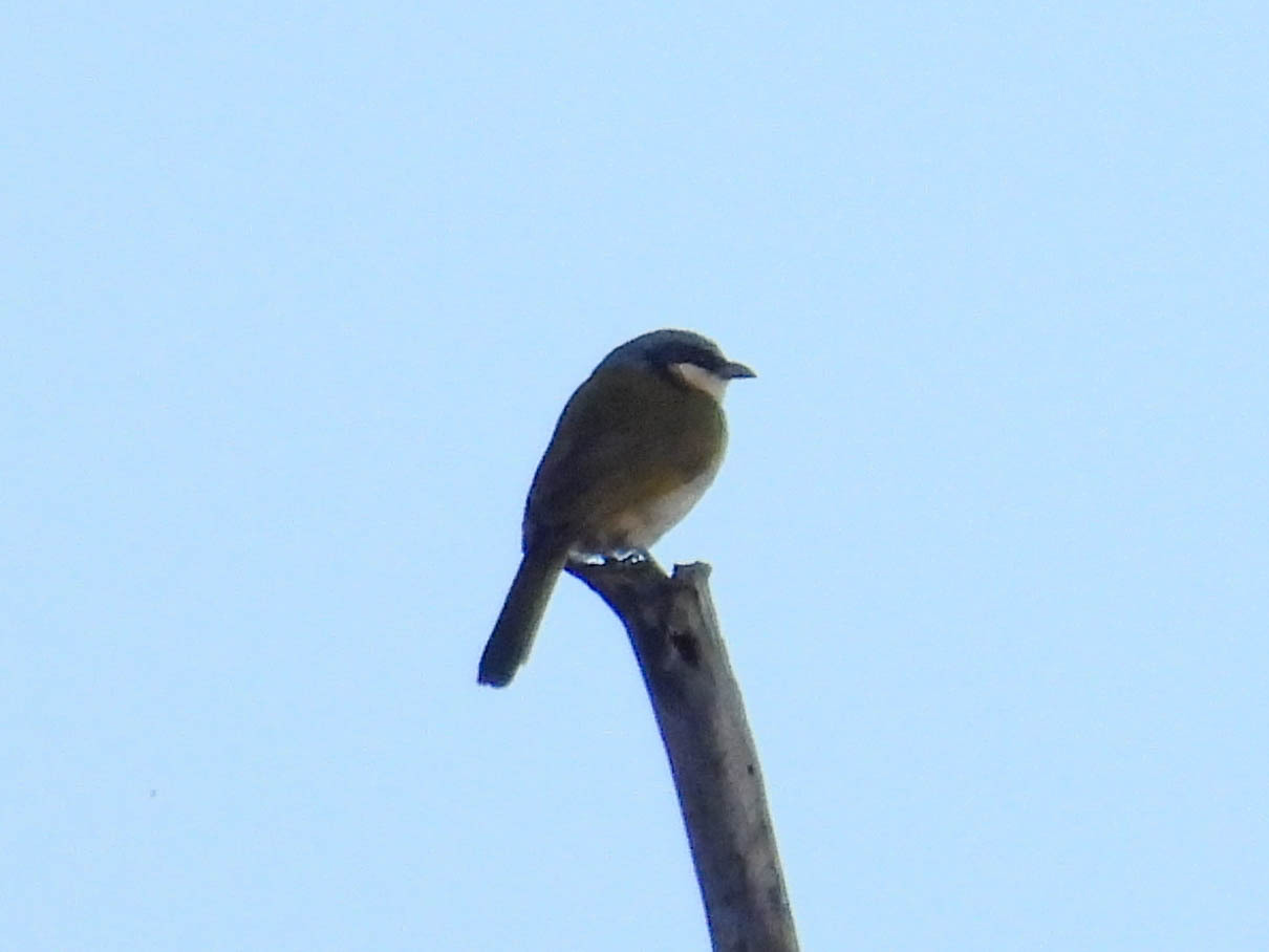 Black-collared Bulbul (Neolestes torquatus), photo 3
