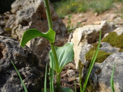 Epipactis helleborine tremolsii