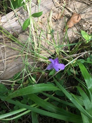 Ruellia simplex