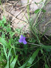 Ruellia simplex