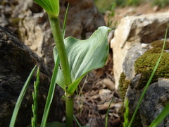 Epipactis helleborine tremolsii