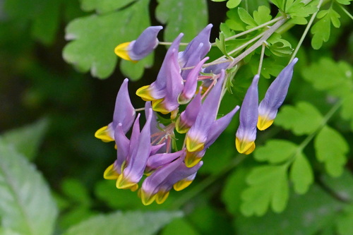 Corydalis pinnata