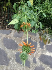 Leonotis nepetifolia
