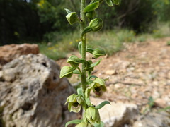 Epipactis helleborine tremolsii