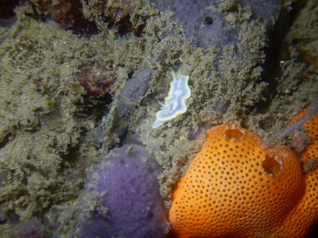 White-patched Rainbow Dorid