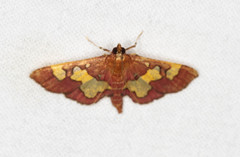 Colomychus talis