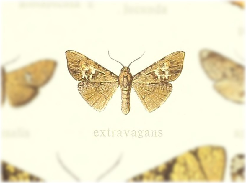 Banisia extravagans