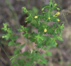 Aureolaria pedicularia