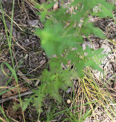 Aureolaria pedicularia