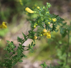 Aureolaria pedicularia