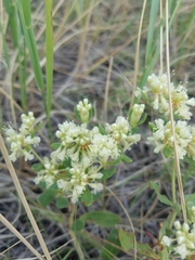 Oligogonum