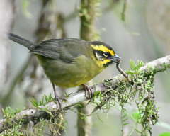 Atlapetes citrinellus