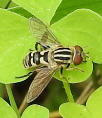 Anasimyia