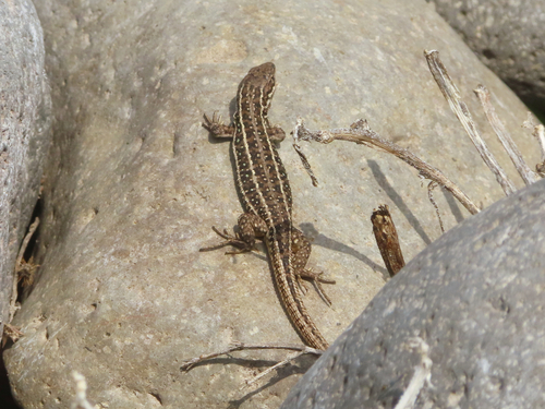Dwarf Lizard, Parvilacerta parva