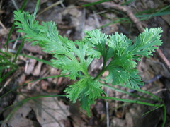 Sceptridium dissectum dissectum