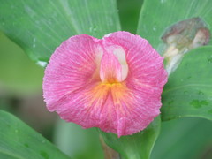 Costus phyllocephalus
