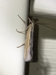 Pediasia