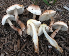 Leucoagaricus meleagris