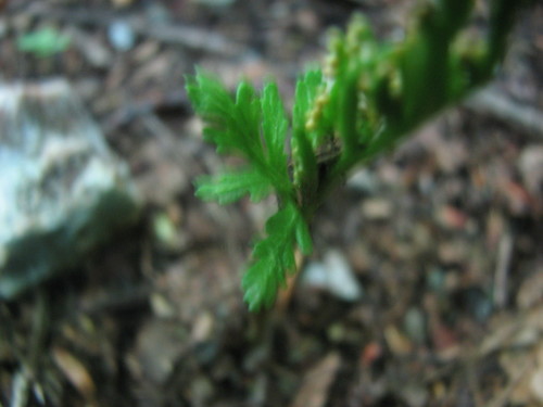 Botrychium angustisegmentum (Botrychium angustisegmentum)