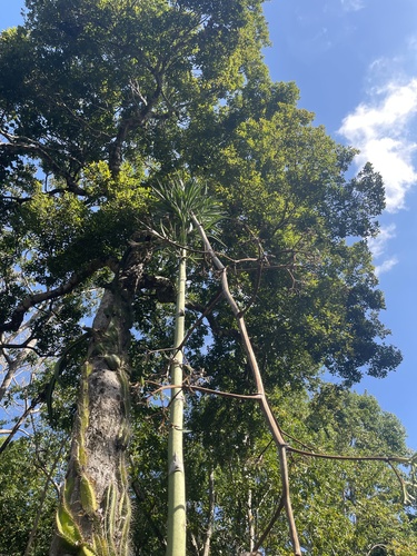 Foto de Piteira