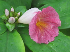 Costus phyllocephalus