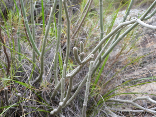 Cynanchum perrieri, photograph 4