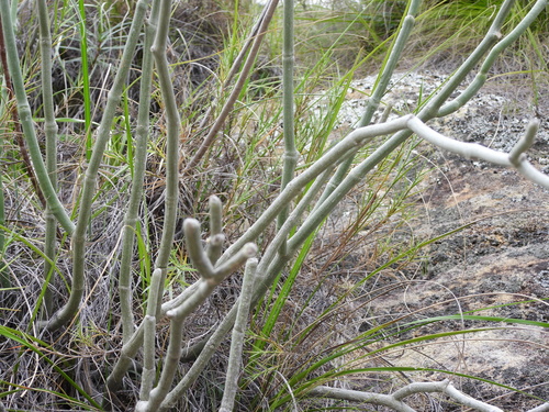 Cynanchum perrieri, photograph 5