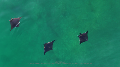 Foto de Manta diablo (Mobula thurstoni)