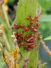 Oncopeltus fasciatus