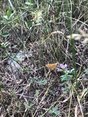 Ochlodes sylvanoides