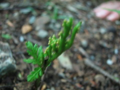 Botrychium angustisegmentum