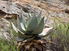 Aloe imalotensis, photograph (c) amantedarmanin, some rights reserved (CC BY)