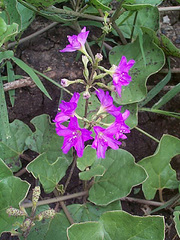 Commicarpus