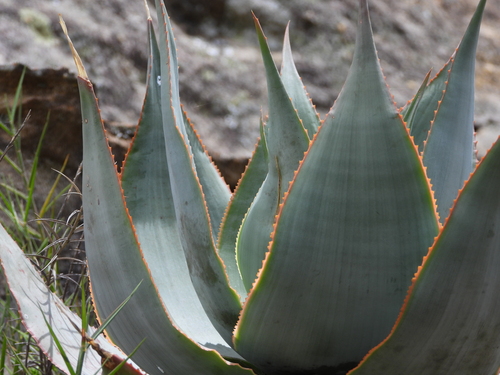Aloe imalotensis, photograph 6