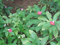Costus phyllocephalus