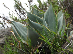 Aloe imalotensis, photograph (c) amantedarmanin, some rights reserved (CC BY)