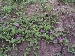 Commicarpus