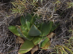 Aloe imalotensis, photograph (c) amantedarmanin, some rights reserved (CC BY)